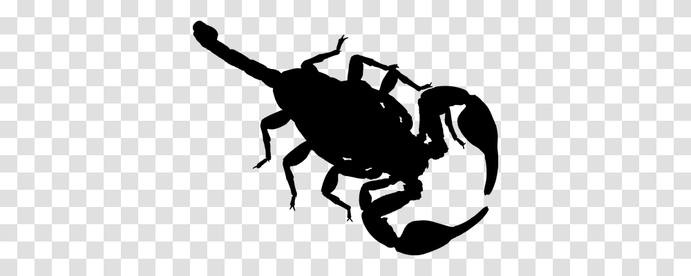 Arachnid Animals, Gray, World Of Warcraft Transparent Png