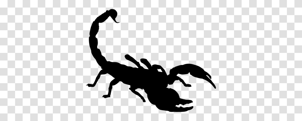 Arachnid Animals, Gray, World Of Warcraft Transparent Png