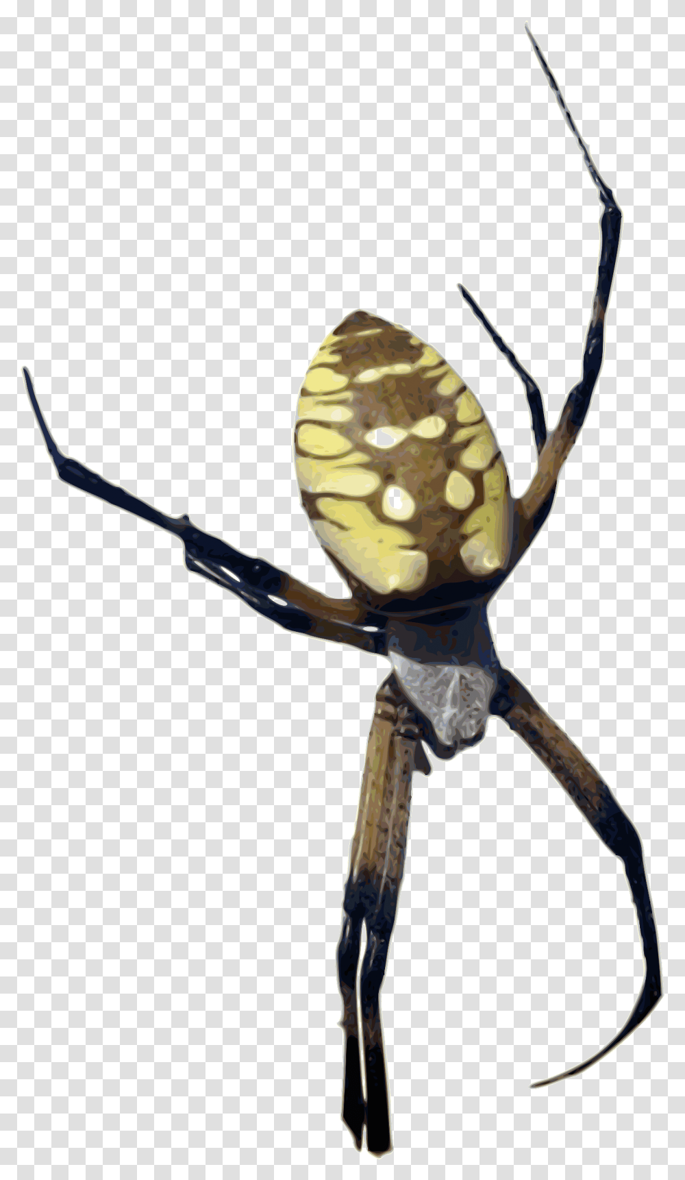 Arachnid Clipart Colorful, Invertebrate, Animal, Garden Spider, Insect Transparent Png