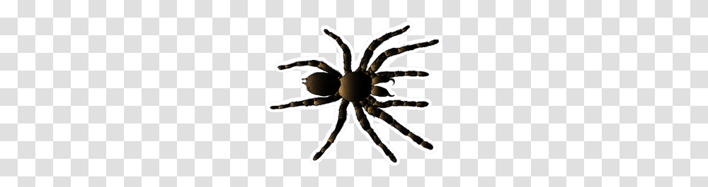 Arachnid Spider Tarantula Sticker, Insect, Invertebrate, Animal Transparent Png