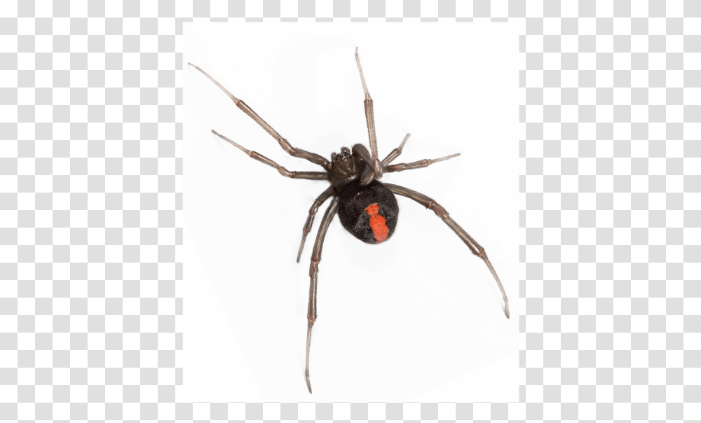 Araigne Red Back, Spider, Invertebrate, Animal, Arachnid Transparent Png