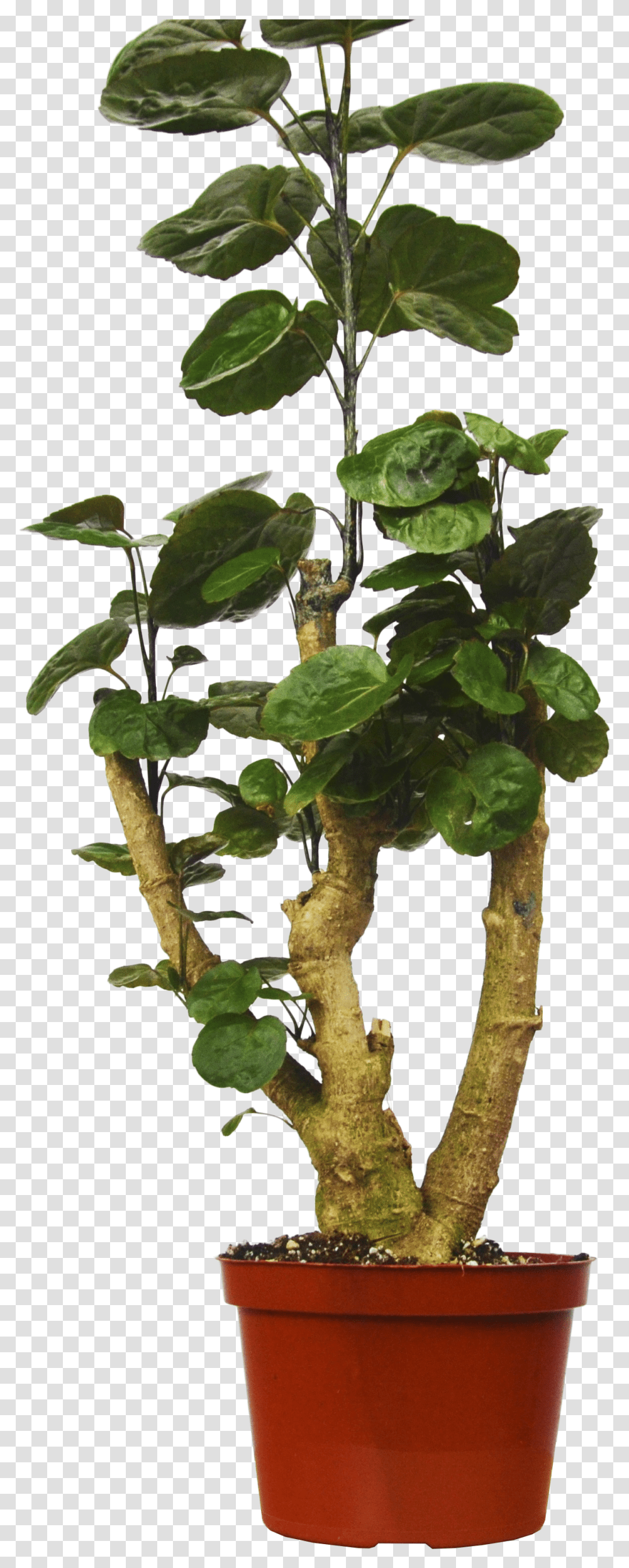 Aralia Fabian, Plant, Leaf, Tree, Flower Transparent Png