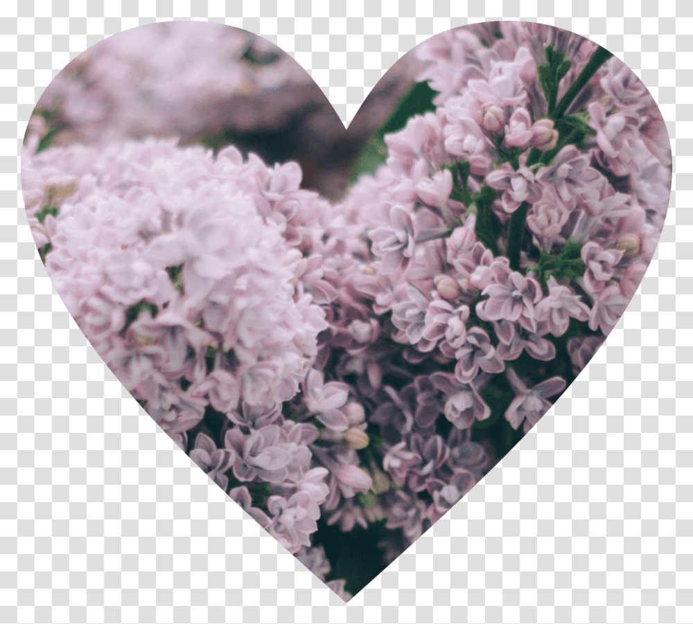 Arancione Orange Heart Overlay Edit Tumblr, Plant, Flower, Blossom, Lilac Transparent Png