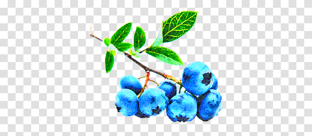 Arandanos Star, Plant, Blueberry, Fruit, Food Transparent Png