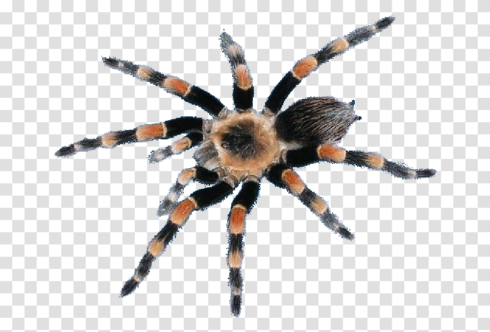 Araneus Cavaticus, Spider, Invertebrate, Animal, Arachnid Transparent Png