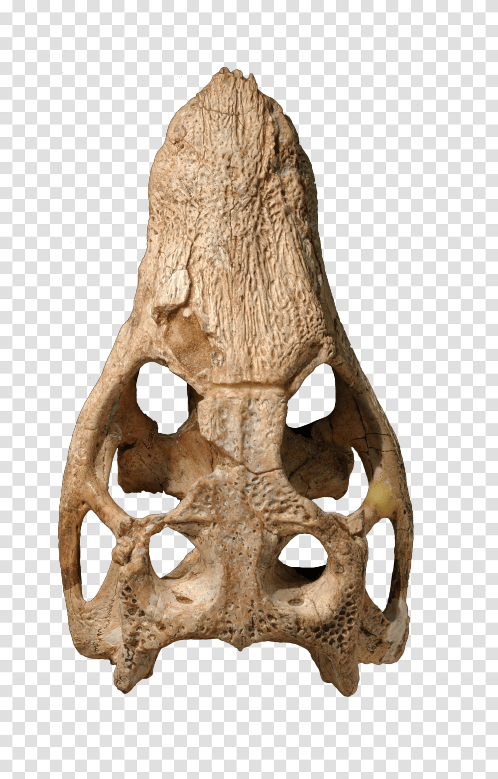 Araripesuchus Skull Image With No Driftwood Transparent Png