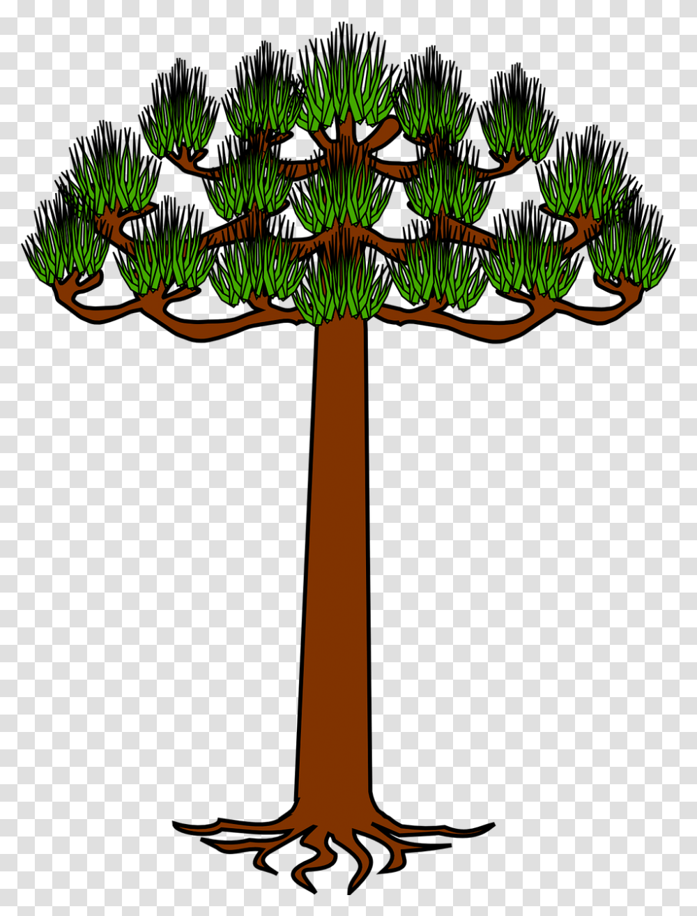 Araucaria, Tree, Plant, Pine, Fir Transparent Png