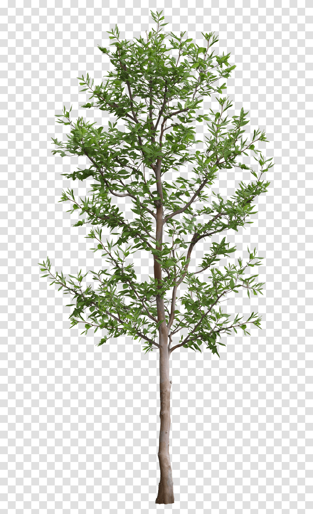 Arbol 3ds Max Tree, Plant, Cross, Maple Transparent Png