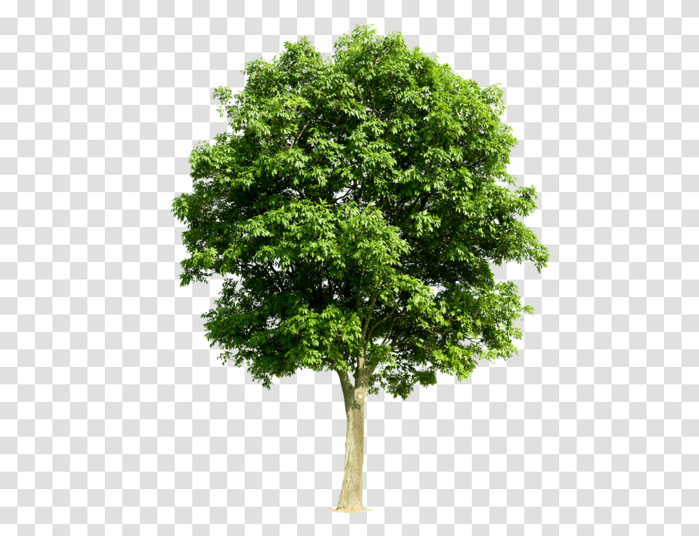 Arbol Apple Tree Without Fruit, Plant, Maple, Oak, Sycamore Transparent Png