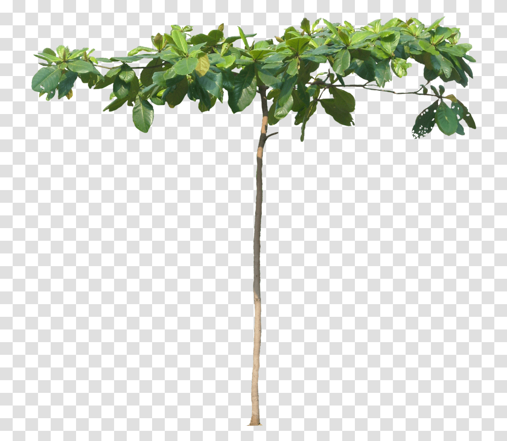 Arbol De Almendra, Tree, Plant, Leaf, Annonaceae Transparent Png