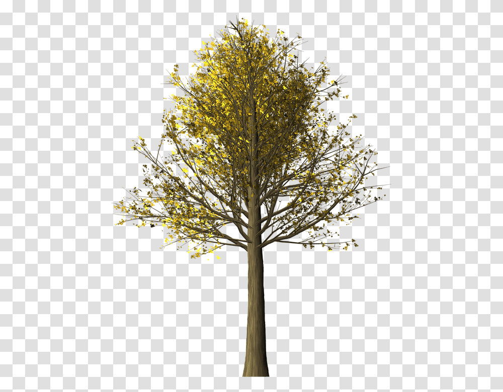 Arbol De Arce, Tree, Plant, Tree Trunk, Cross Transparent Png