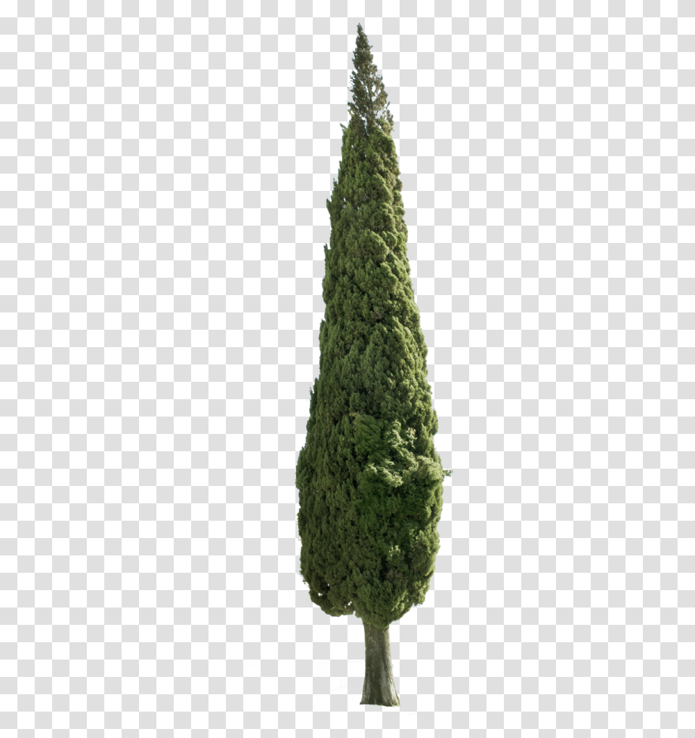 Arbol De Navidad Costco, Tree, Plant, Green, Conifer Transparent Png