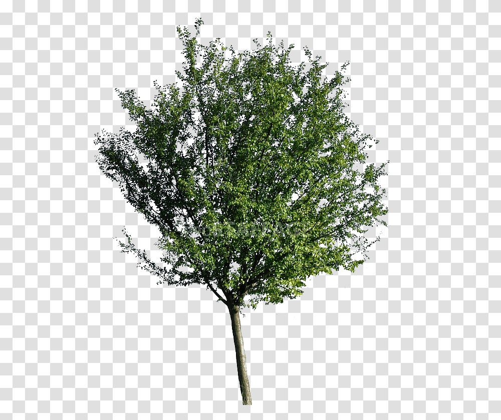 Arbol De Neem, Tree, Plant, Leaf, Maple Transparent Png