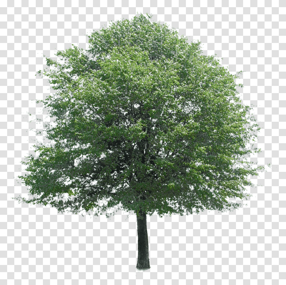 Arbol Perenne Trees For Photoshop, Plant, Maple, Oak, Sycamore Transparent Png
