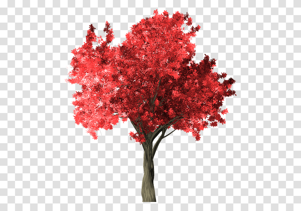 Arbol Rojo, Tree, Plant, Maple, Leaf Transparent Png
