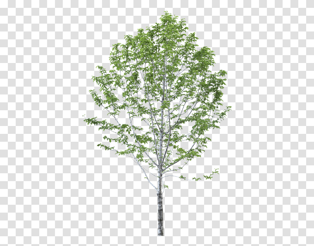 Arbol Sin Fondo 4 Image Birch Tree, Plant, Cross, Symbol, Conifer Transparent Png