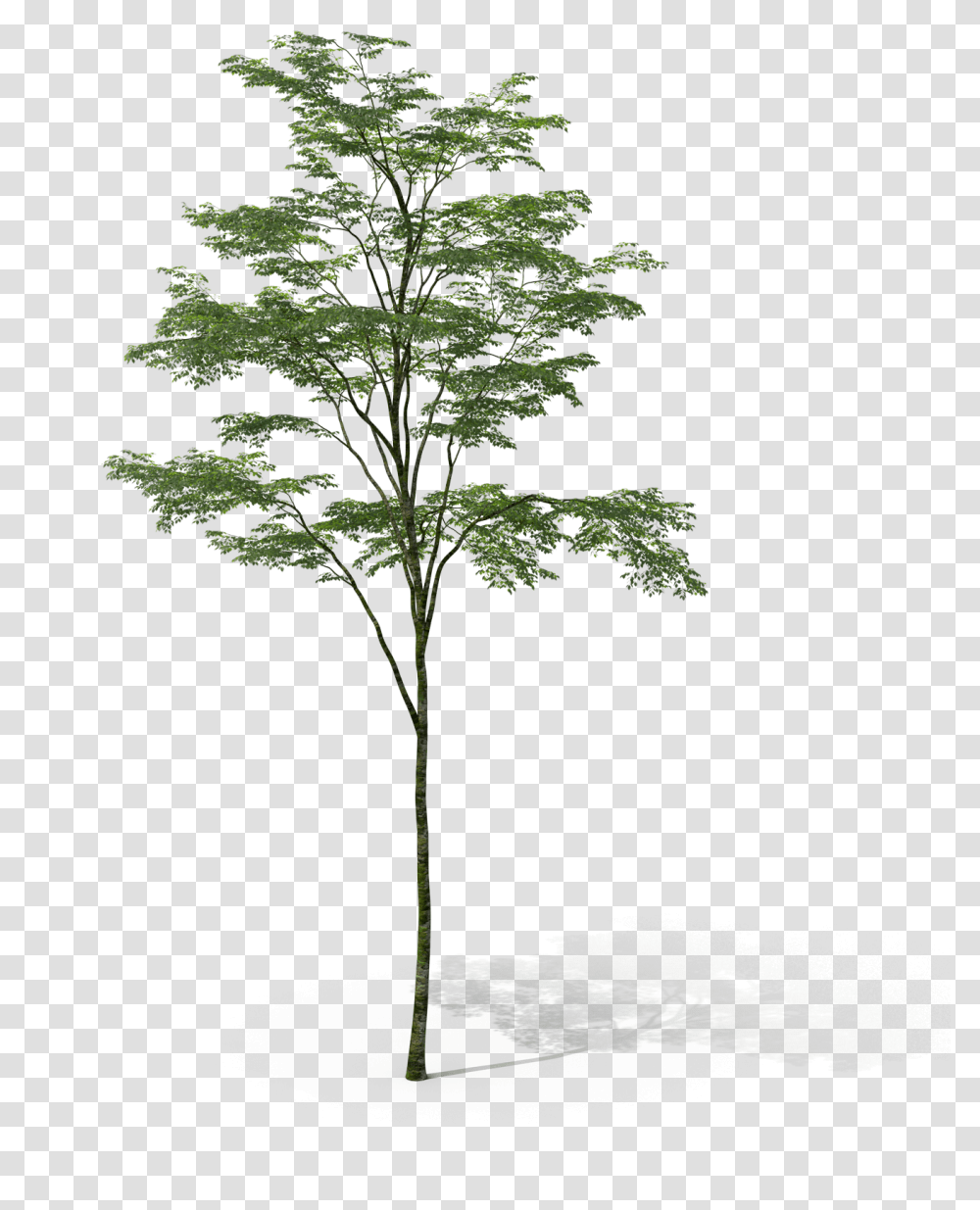 Arbol Sin Fondo Photoshop, Plant, Tree, Cross Transparent Png
