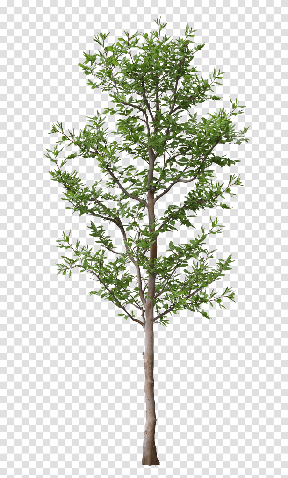 Arbol Tree For Architectural Rendering, Plant, Cross, Symbol, Tree Trunk Transparent Png