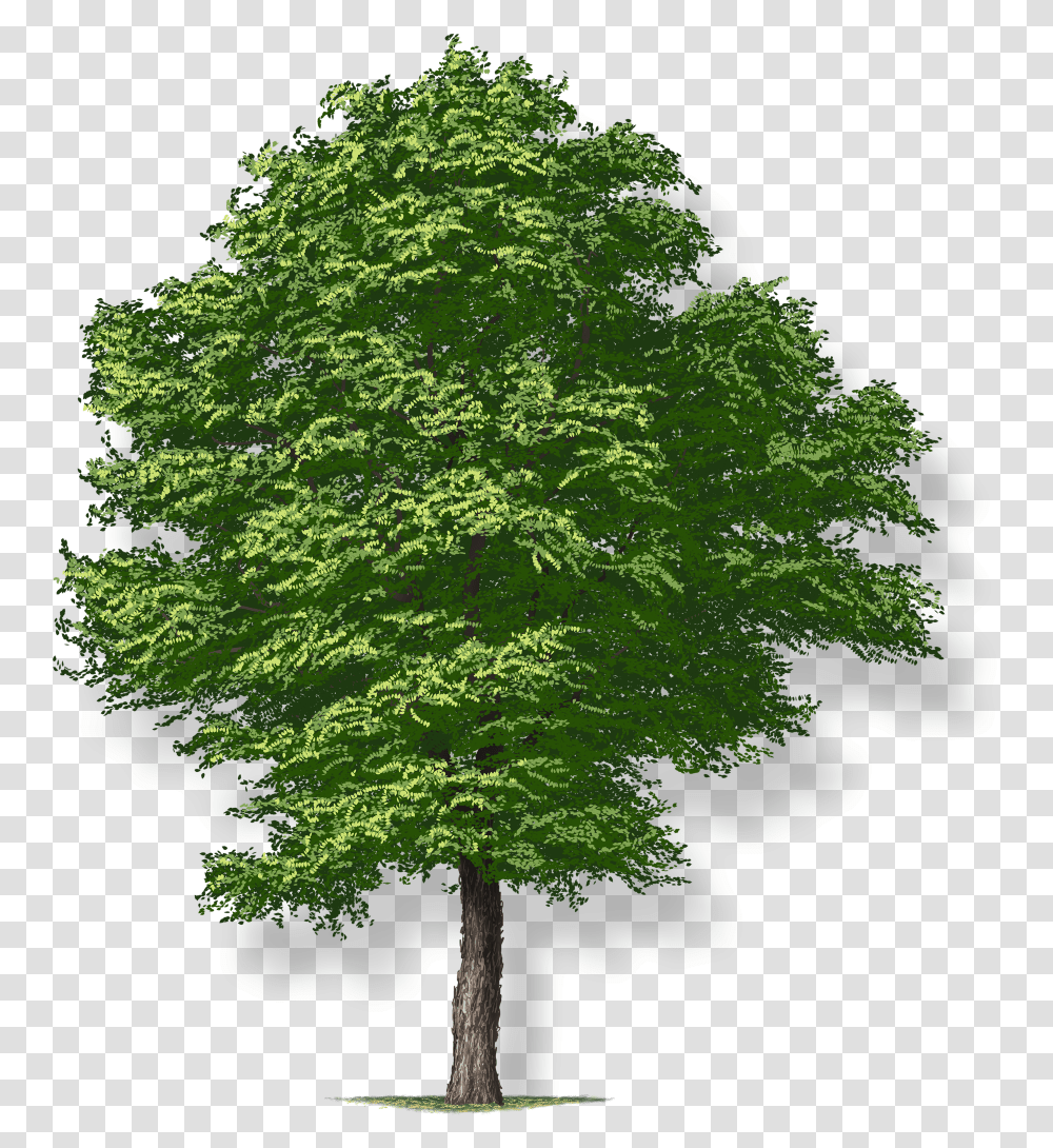 Arbol, Tree, Plant, Maple, Oak Transparent Png