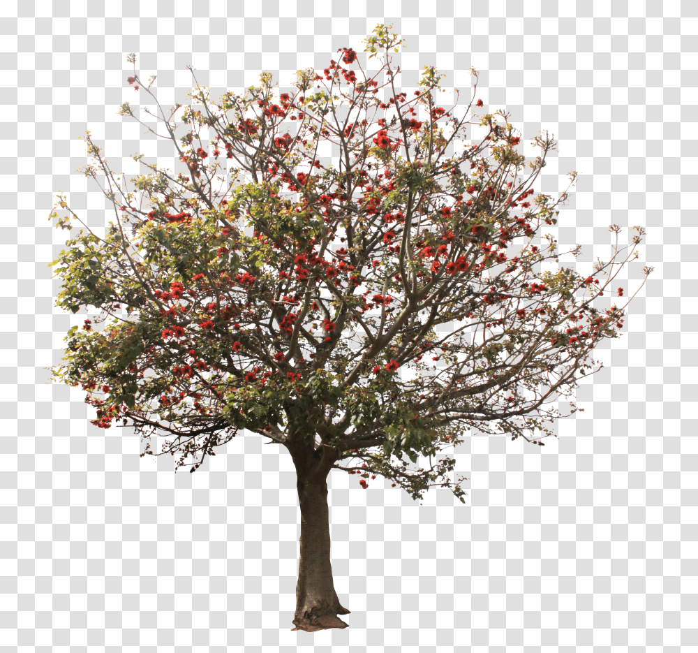 Arbol Tree Rboles Trees Riberry, Plant, Vase, Jar, Pottery Transparent Png