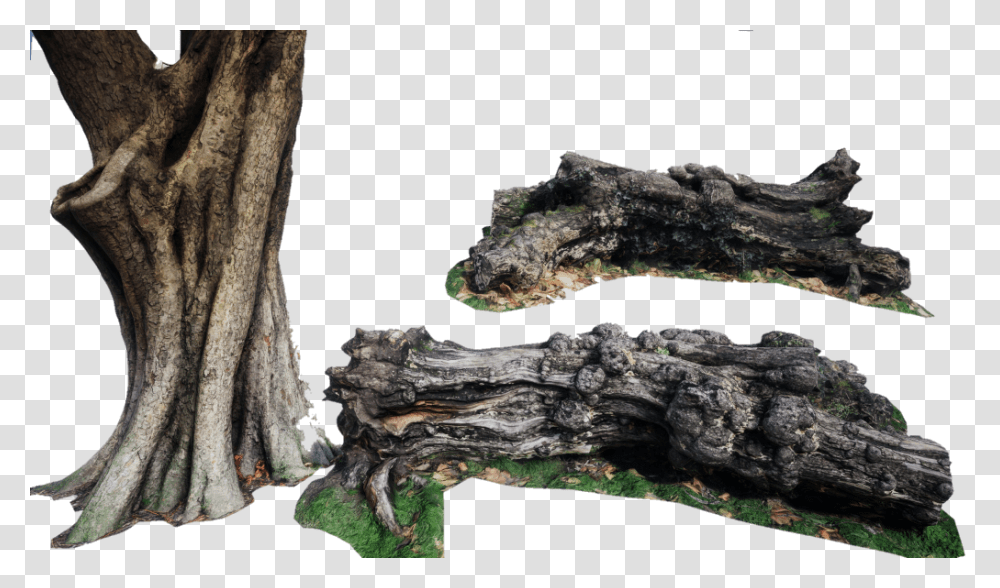 Arbol Tronco Oak, Wood, Nature, Tree, Plant Transparent Png