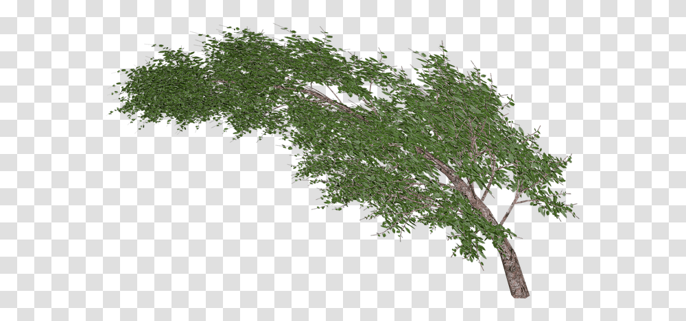 Arbol Viento, Tree, Plant, Bush, Vegetation Transparent Png