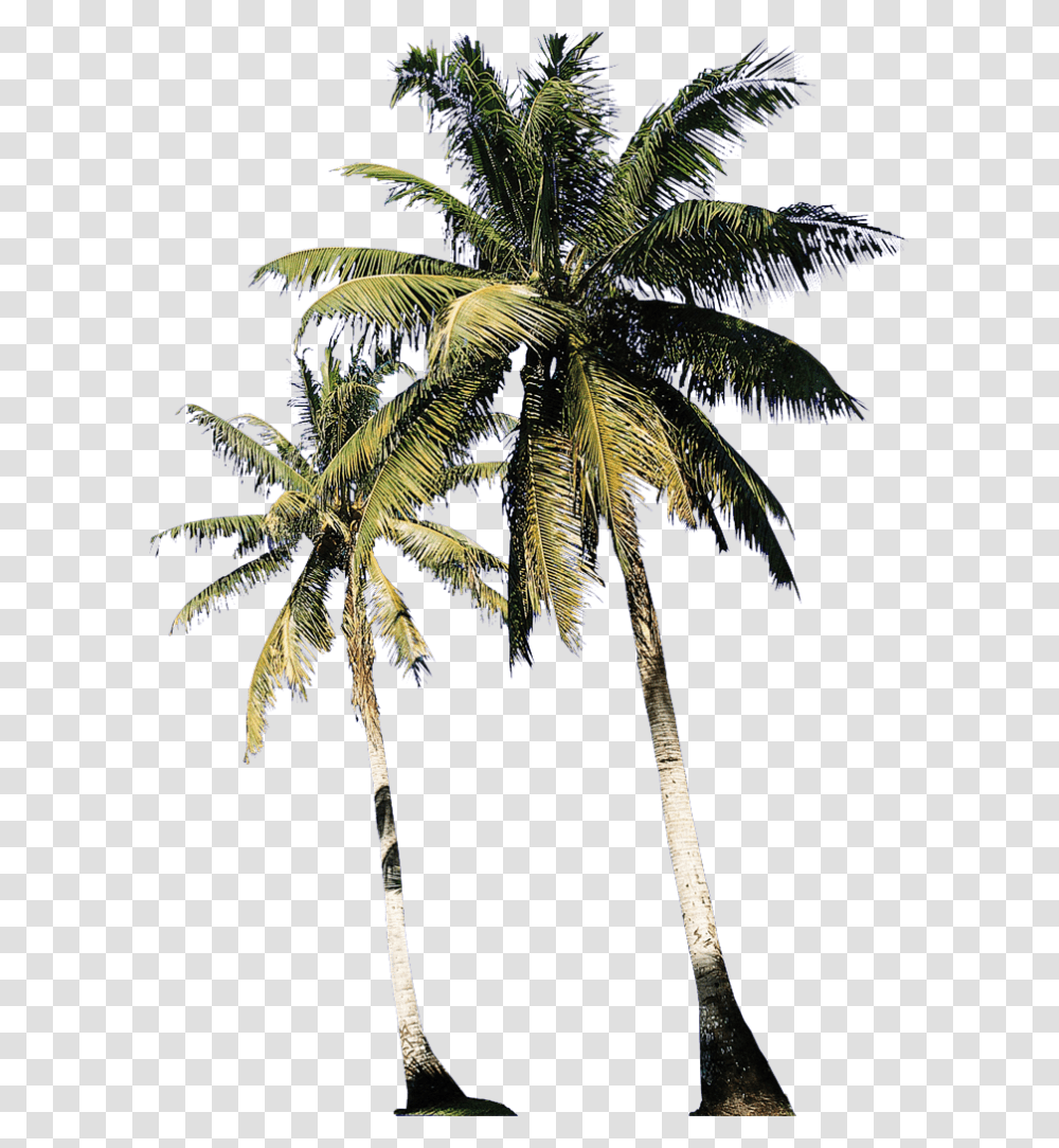 Arboles Animados, Tree, Plant, Palm Tree, Arecaceae Transparent Png