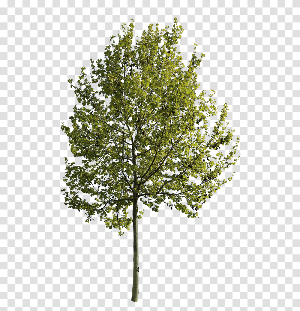 Arboles En Vista, Tree, Plant, Tree Trunk, Silhouette Transparent Png