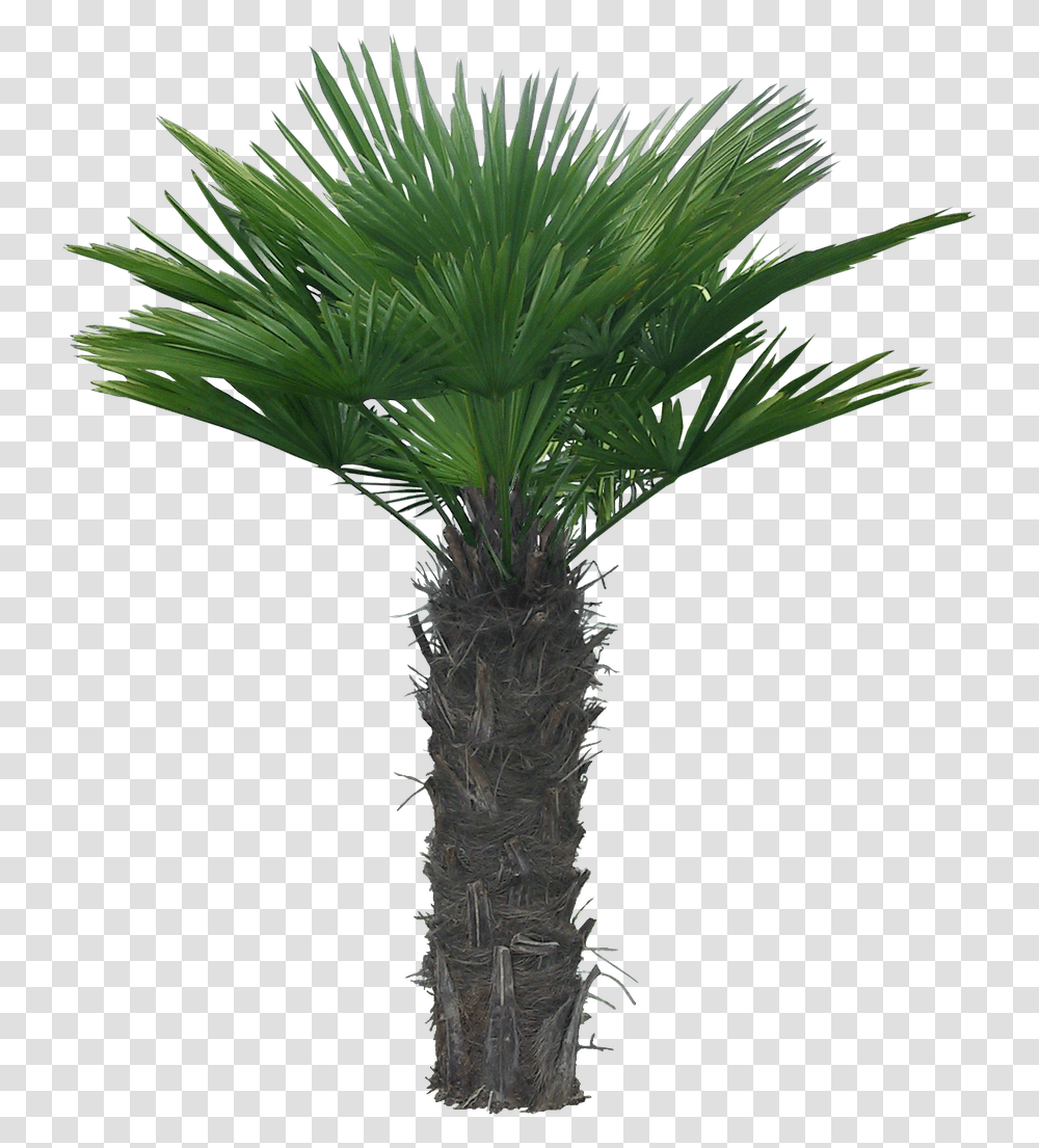 Arboles Palm Trees, Plant, Arecaceae Transparent Png
