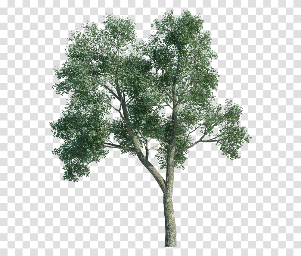 Arboles, Tree, Plant, Bird, Animal Transparent Png