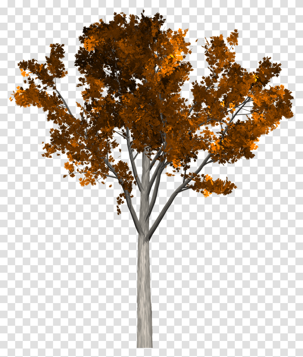 Arboles, Tree, Plant, Maple, Leaf Transparent Png