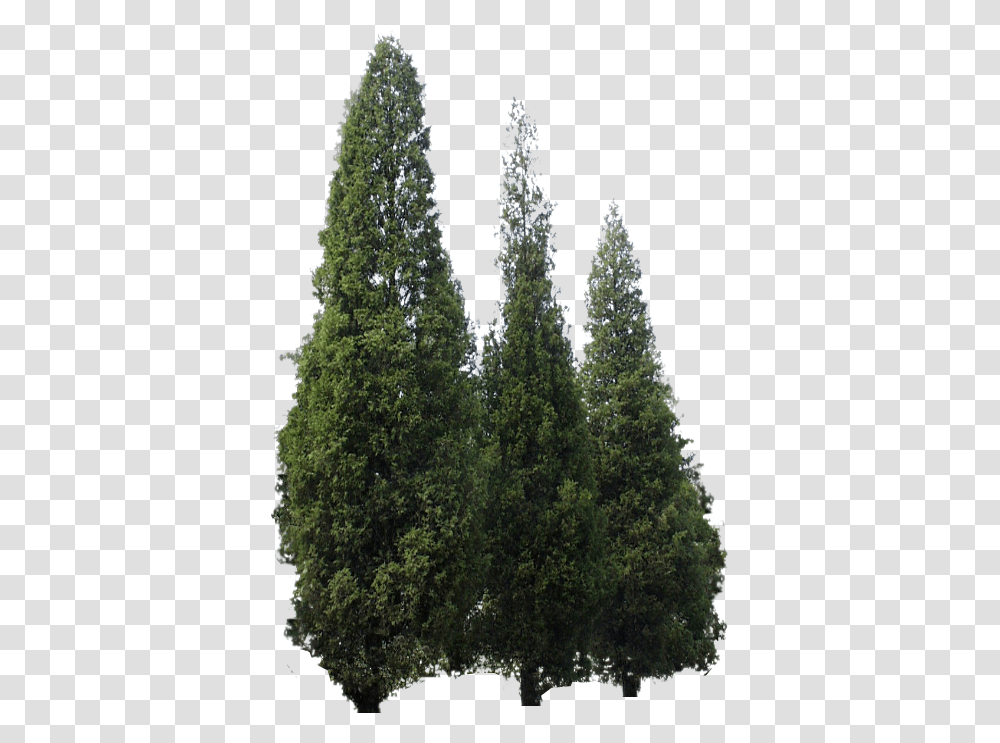 Arboles, Tree, Plant, Pine, Fir Transparent Png