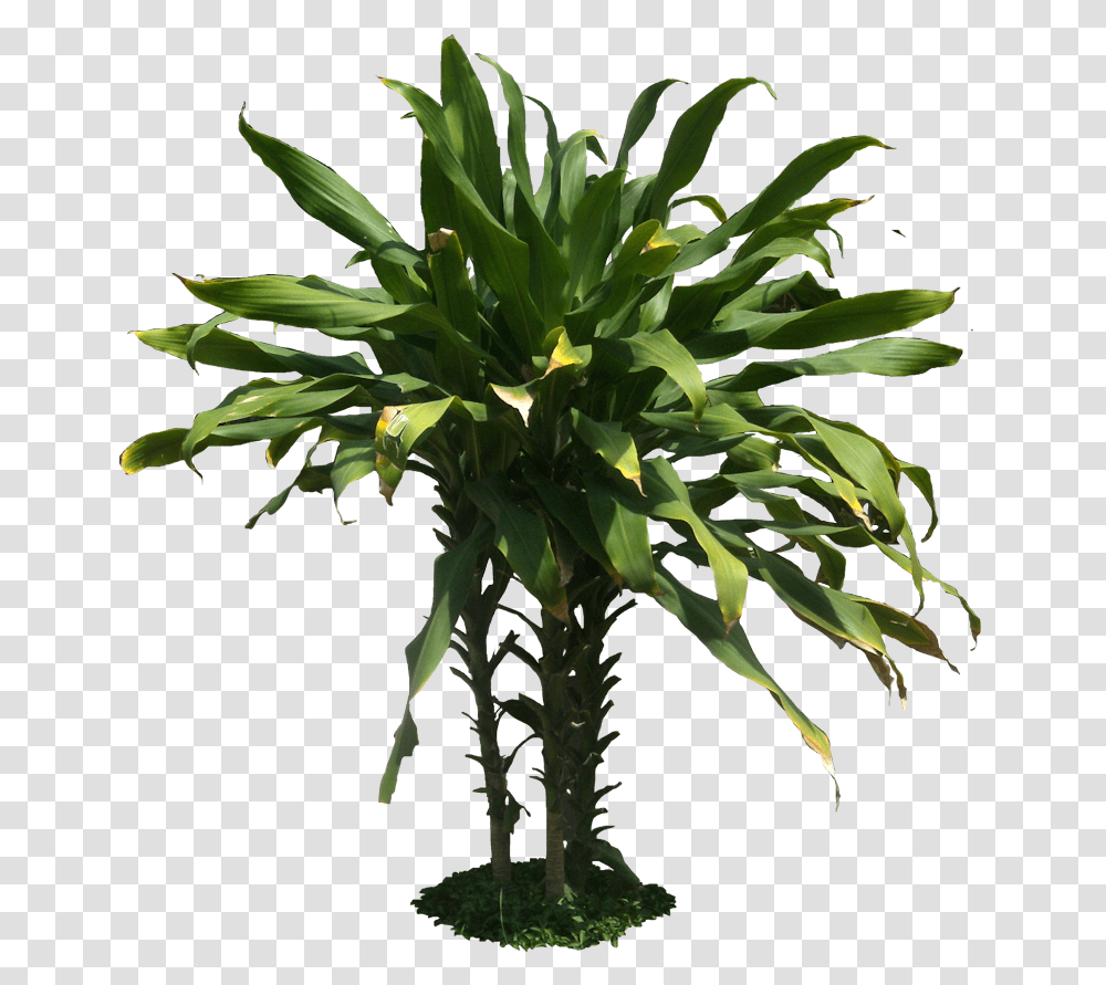 Arboles Tropical Plants Background, Tree, Palm Tree, Arecaceae, Leaf Transparent Png