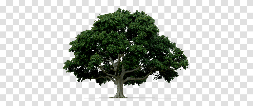 Arbor Day Common Trees Billings Montana, Plant, Oak, Sycamore, Tree Trunk Transparent Png