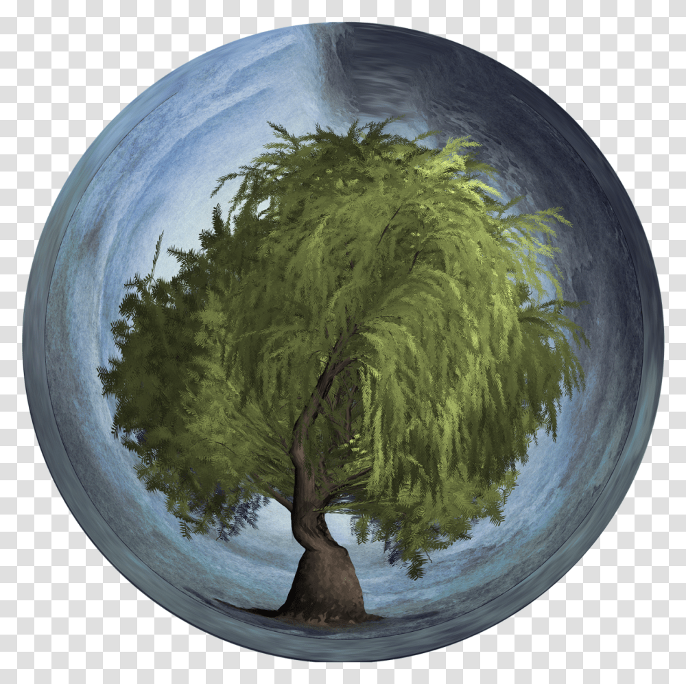 Arbor Day Tree Orb Weeping Willow Earth Sphere Tree In An Orb, Outer Space, Astronomy, Universe, Painting Transparent Png
