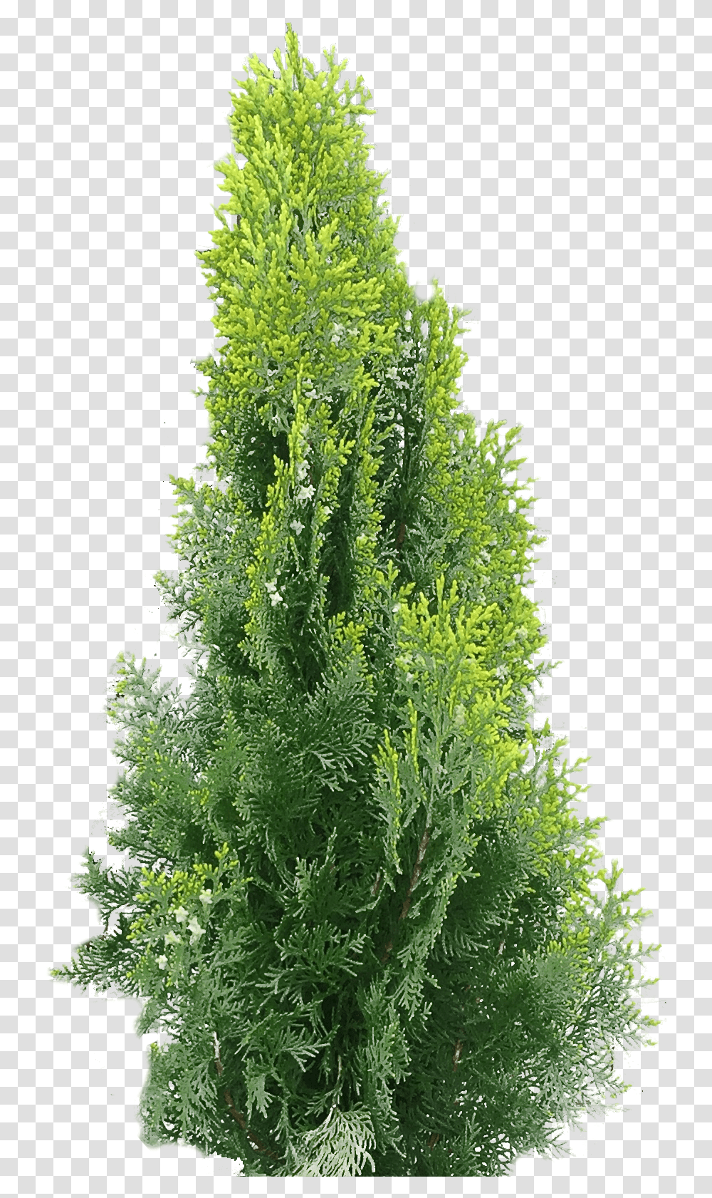 Arborvitae Collections Arborvitae, Tree, Plant, Conifer, Pine Transparent Png