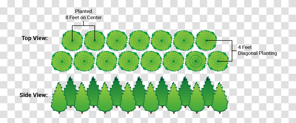 Arborvitae Spacing Of Green Giant, Pattern, Ornament, Fractal, Rug Transparent Png