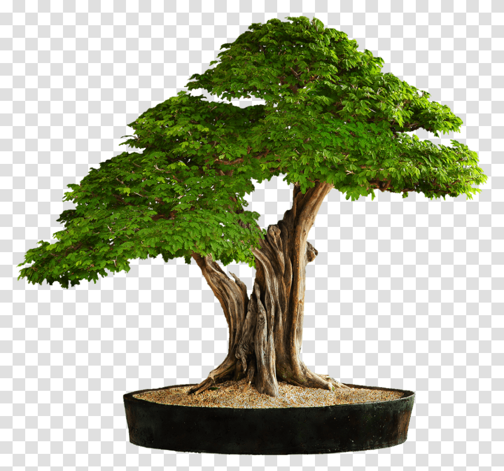 Arbre Bonsai Tree Background, Plant, Potted Plant, Vase, Jar Transparent Png