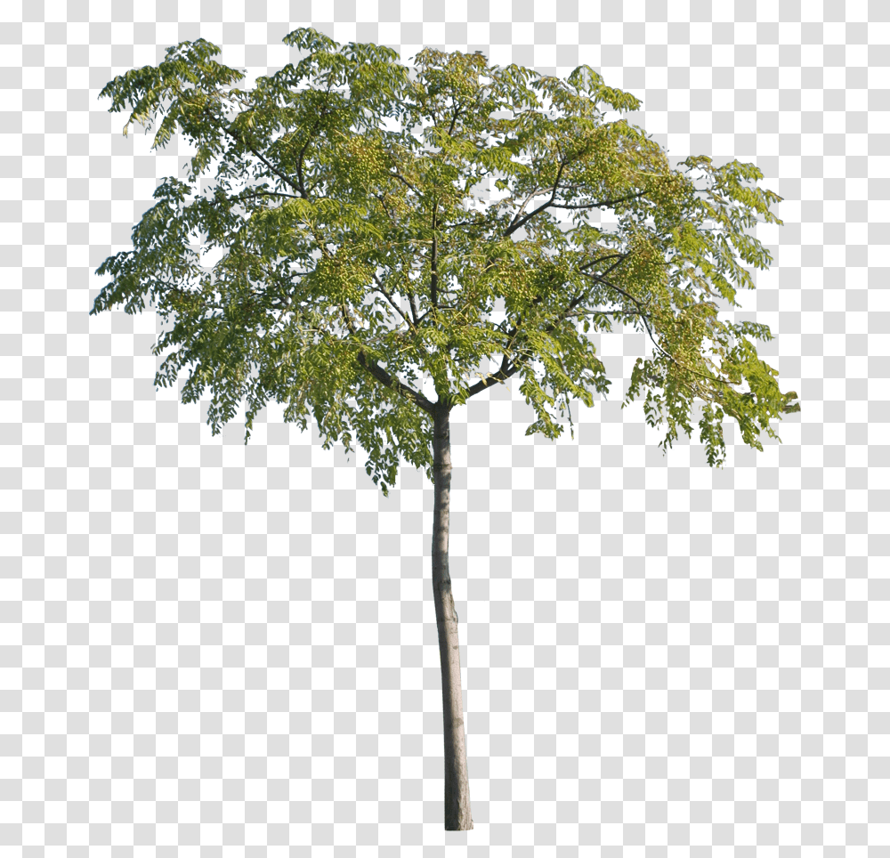 Arbre Cut Out, Tree, Plant, Tree Trunk, Palm Tree Transparent Png