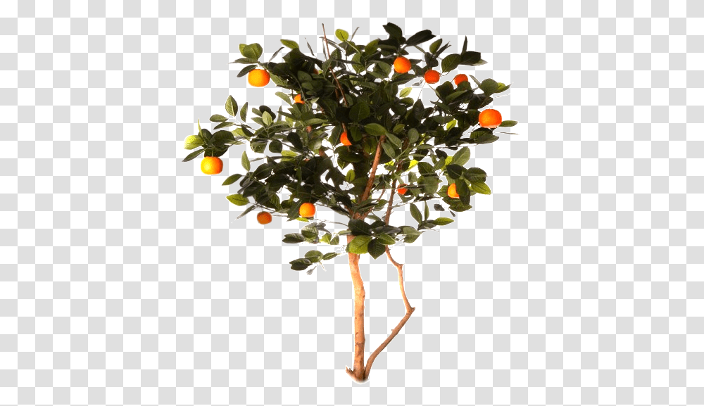 Arbre D Orange, Plant, Fruit, Food, Tree Transparent Png