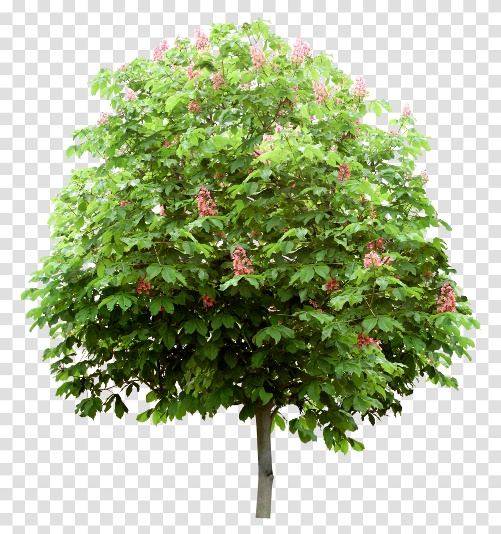 Arbre Derevya Dlya Fotoshopa Na Prozrachnom Fone, Tree, Plant, Maple, Leaf Transparent Png