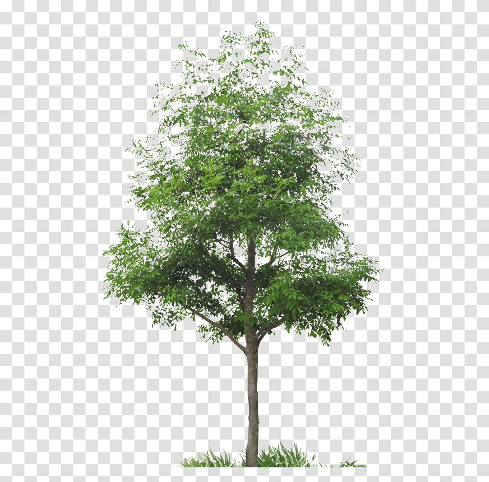 Arbre Dtour, Tree, Plant, Maple, Leaf Transparent Png