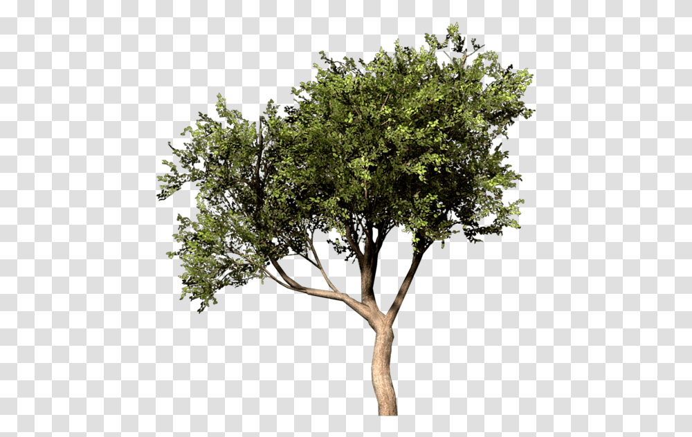 Arbre Photoshop, Tree, Plant, Tree Trunk, Potted Plant Transparent Png