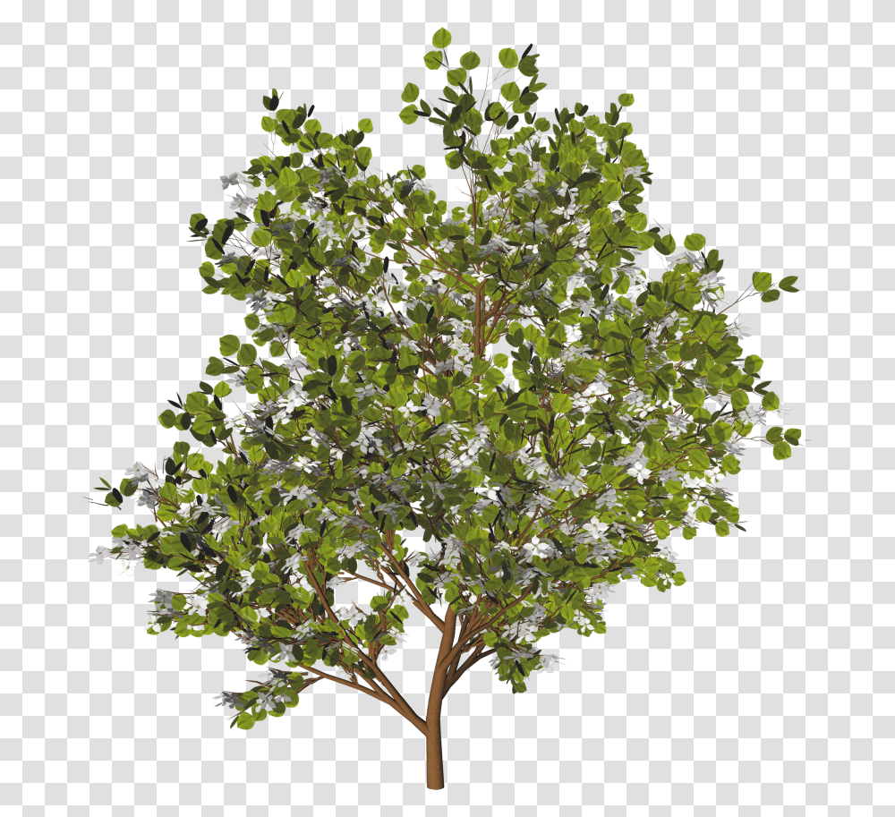 Arbre Plante Photoshop, Leaf, Tree, Potted Plant, Vase Transparent Png