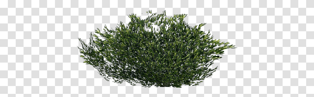 Arbusto 3d Arbusto Acca Software Arbustos, Tree, Plant, Conifer, Yew Transparent Png