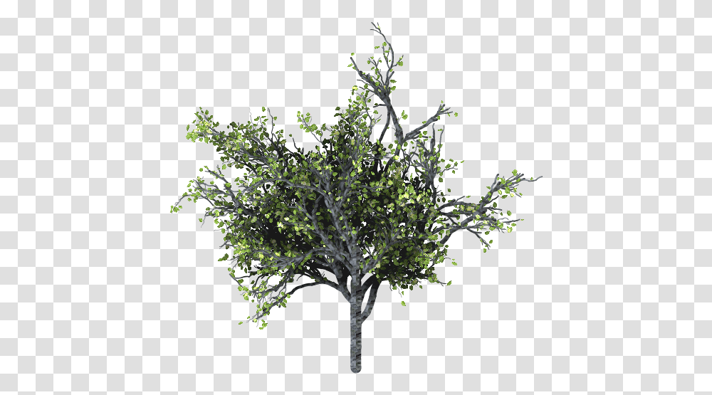 Arbusto Arbol Tree Green Verde Bushes Rboles Twig, Plant, Maple, Oak, Sycamore Transparent Png
