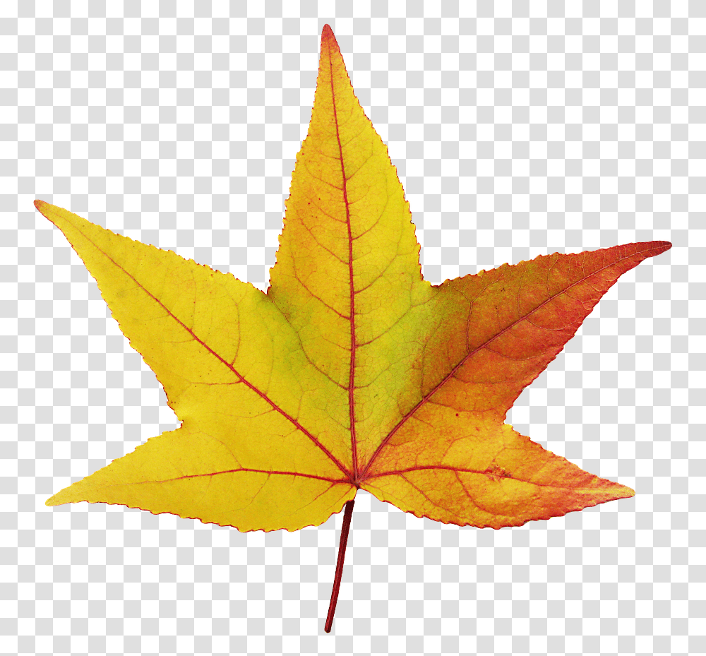 Arce Hojas, Leaf, Plant, Tree, Maple Leaf Transparent Png