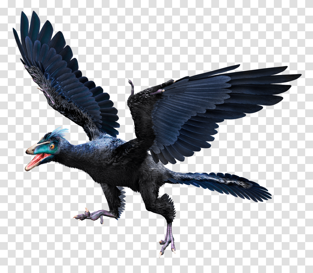 Archaeopteryx Archaeopteryx Facts Dk Find Out, Bird, Animal, Waterfowl, Cormorant Transparent Png