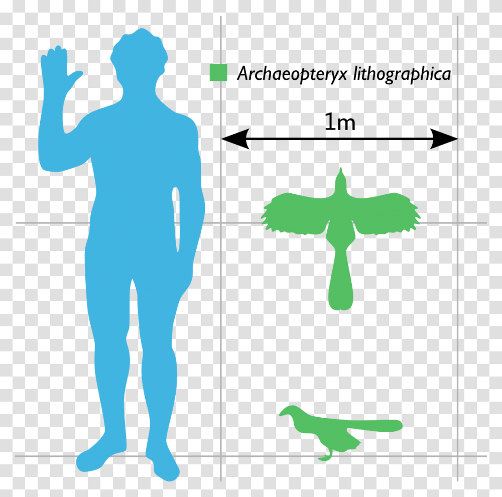Archaeopteryx Compared To Human, Silhouette, Person, Standing, Plot Transparent Png