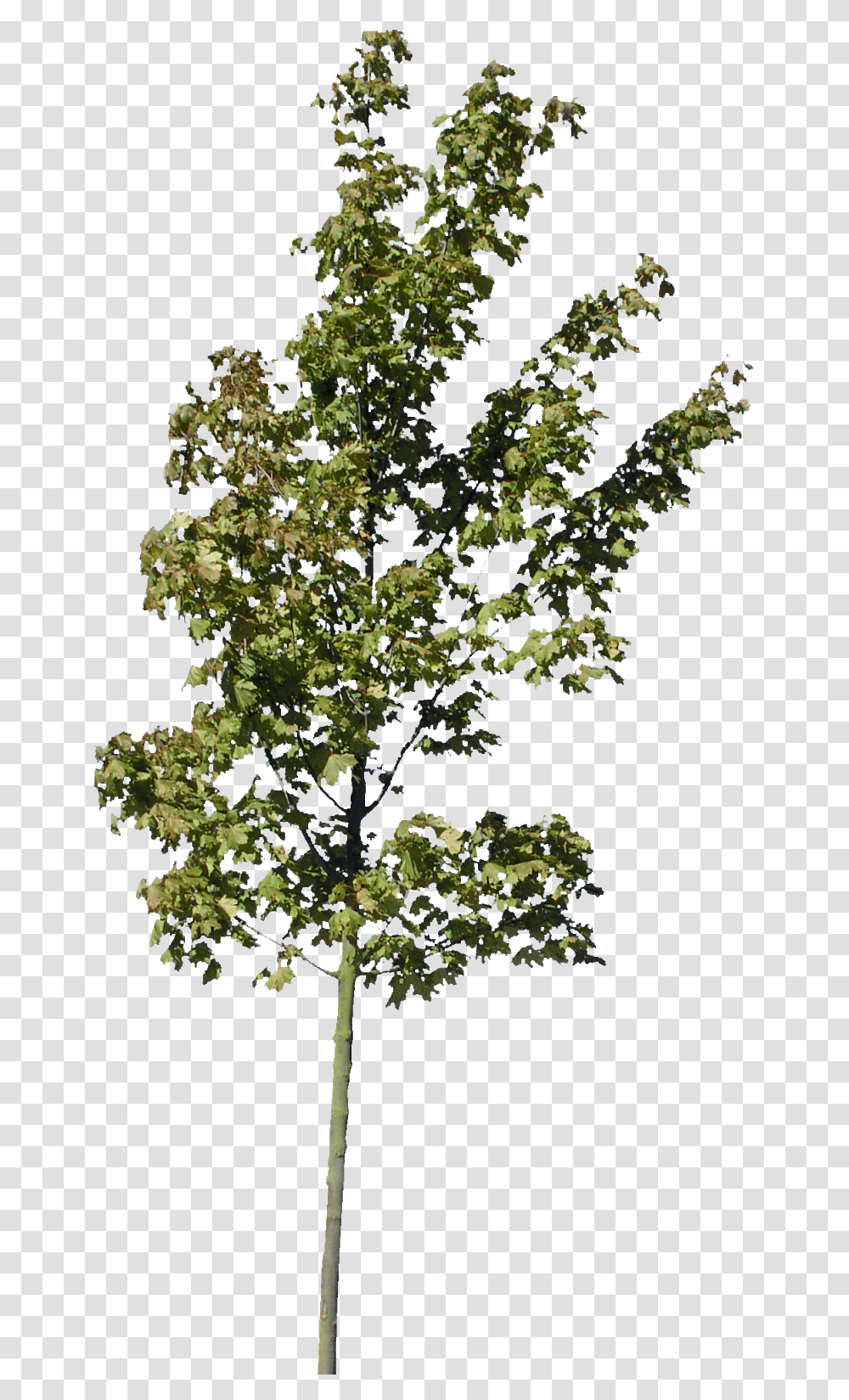 Archicad Arboles, Tree, Plant, Oak, Tree Trunk Transparent Png